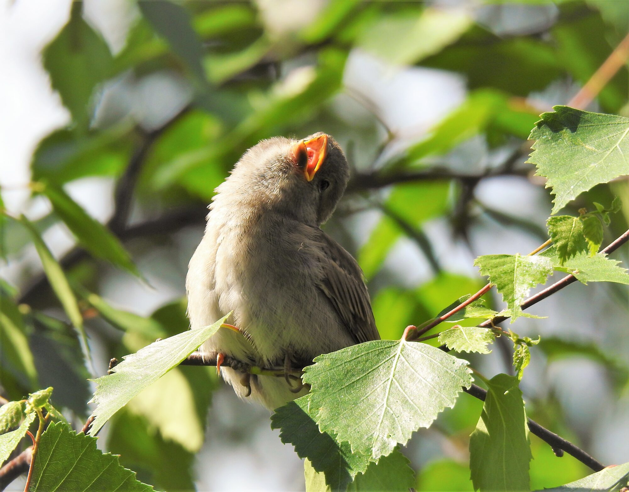Valokuvaaja: Iiris Haltimo