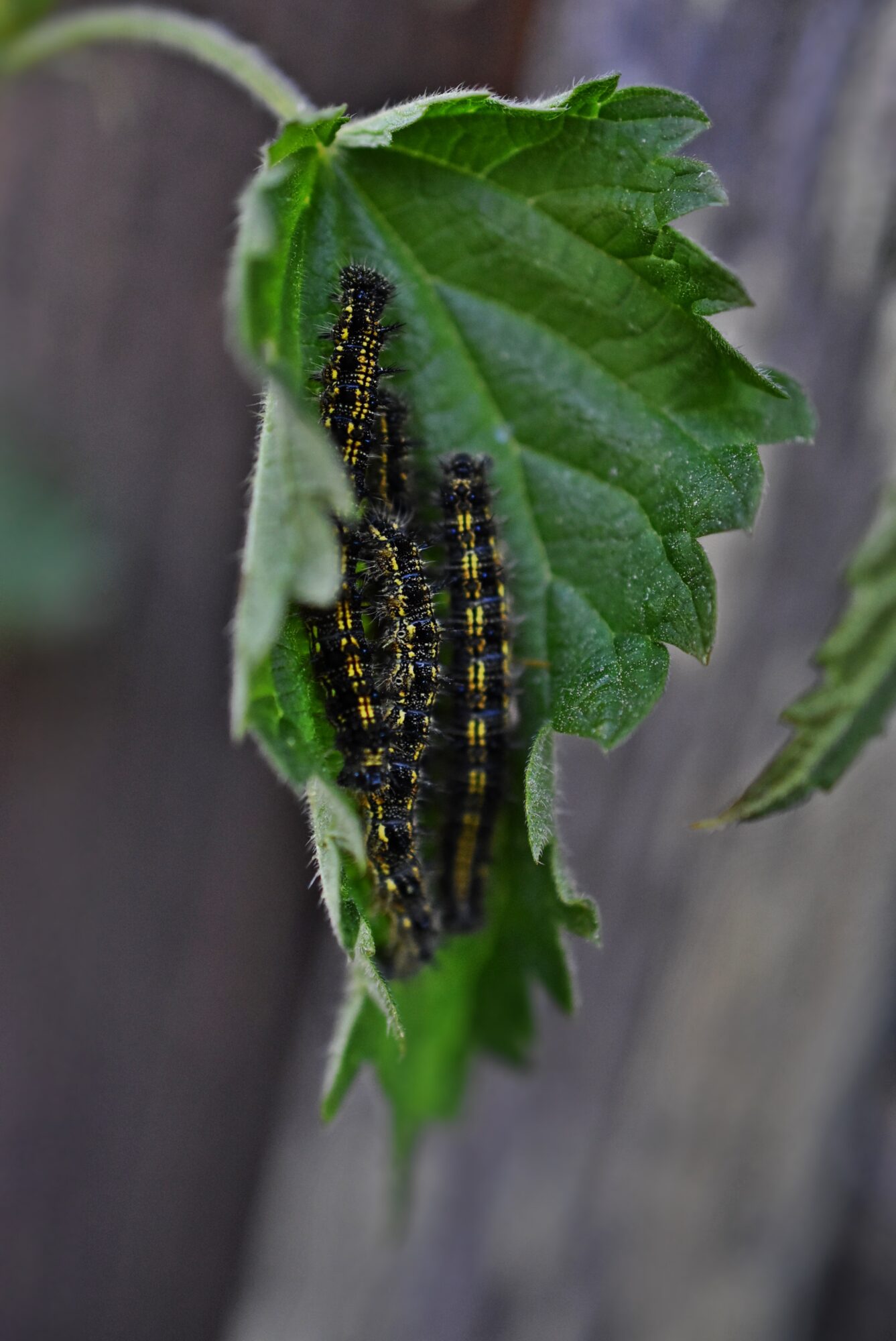 Valokuvaaja: Heli Surakka