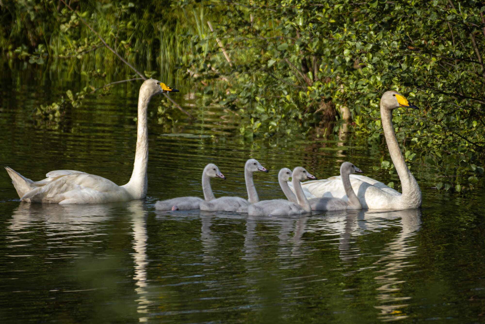 Valokuvaaja: Tuula Komsi