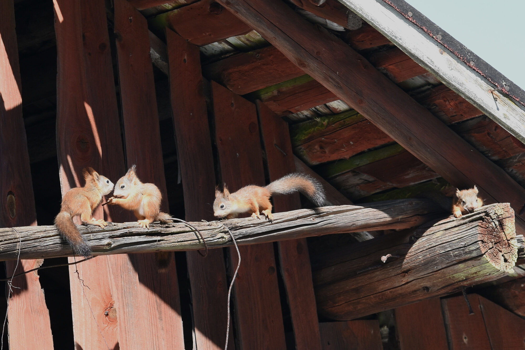 Valokuvaaja: Antti Kaskinen Valokuvaaja: Antti Kaskinen