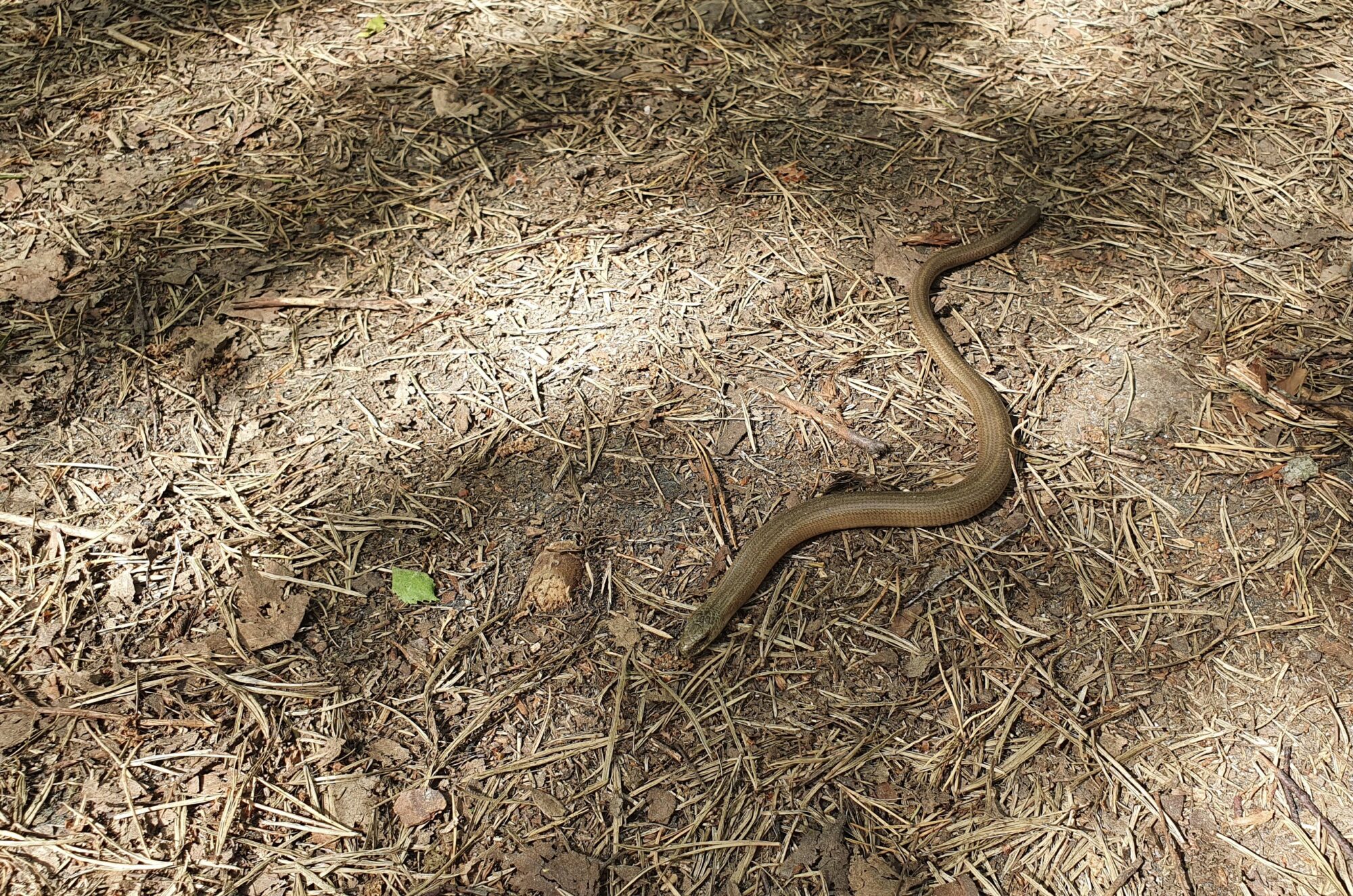 Valokuvaaja: Anja Holmsten Valokuvaaja: Anja Holmsten
