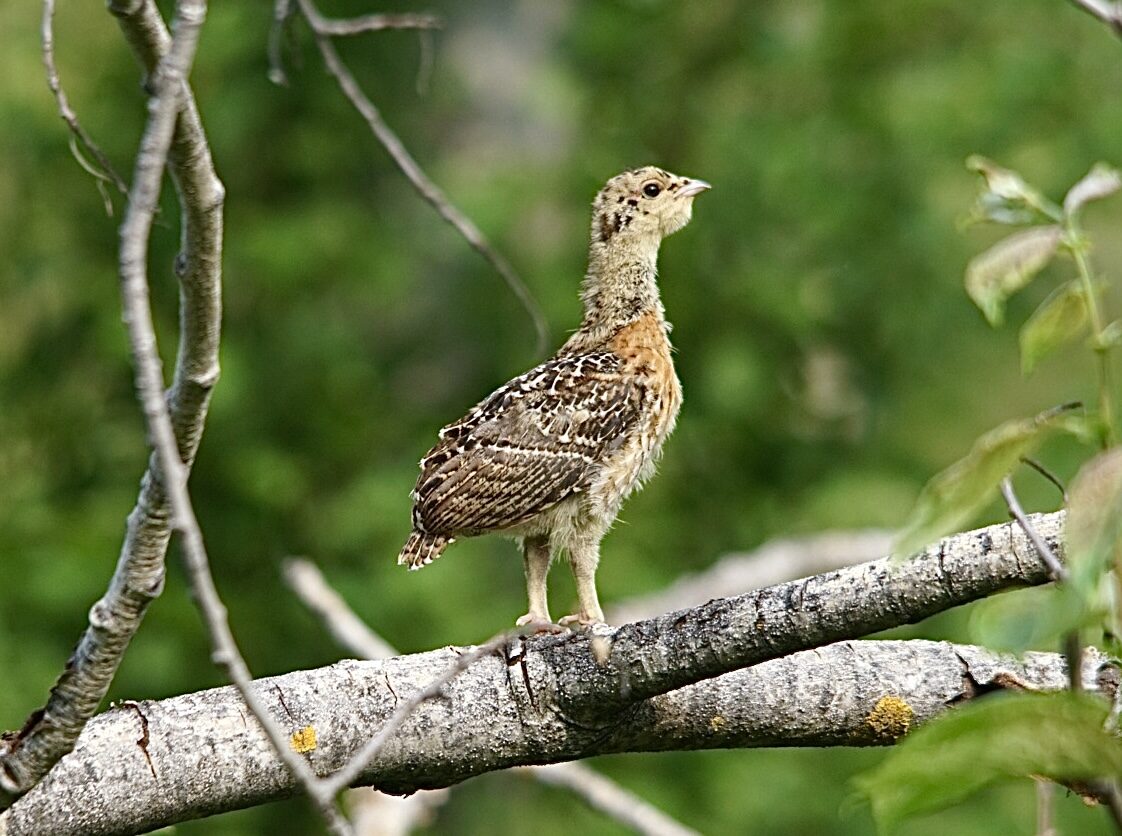 Valokuvaaja: Markku Ranta-Eilola