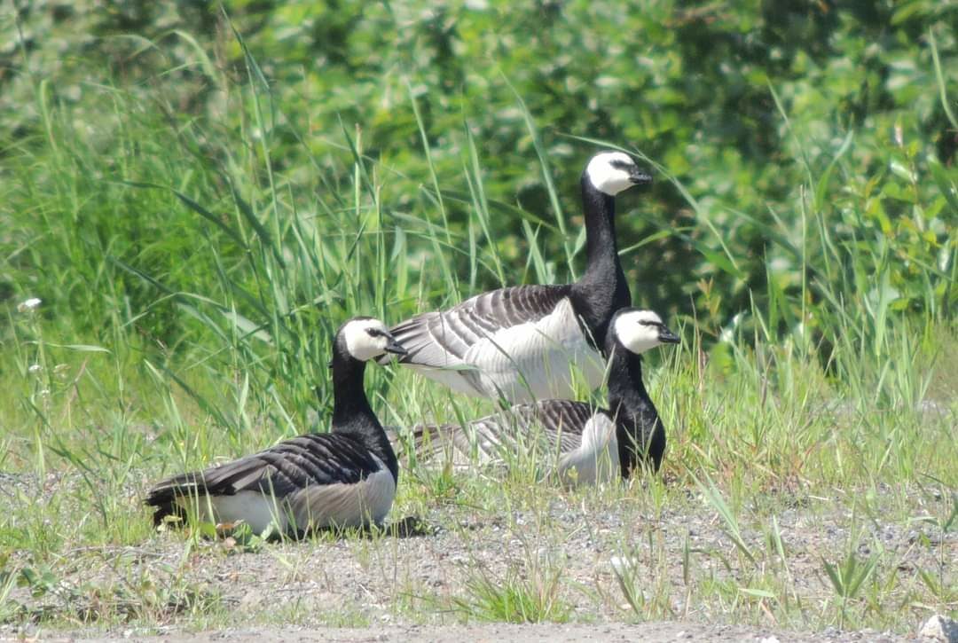 Valokuvaaja: Satu-Sinikka Vuolteenaho