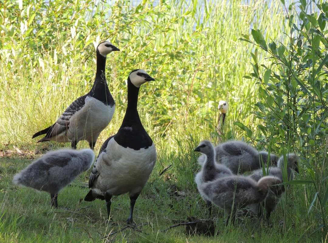 Valokuvaaja: Satu-Sinikka Vuolteenaho