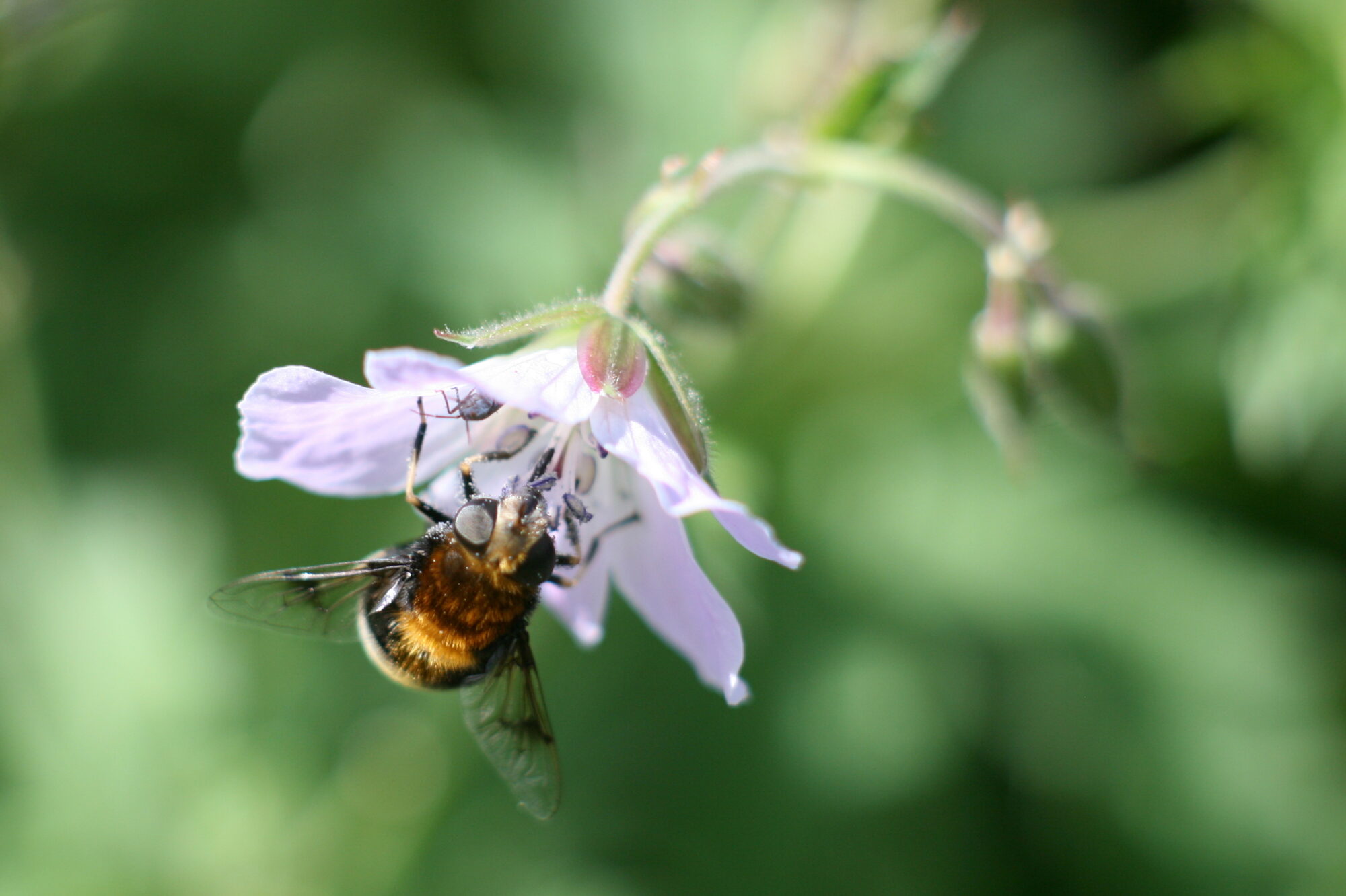 Valokuvaaja: Kaarlo Asikainen