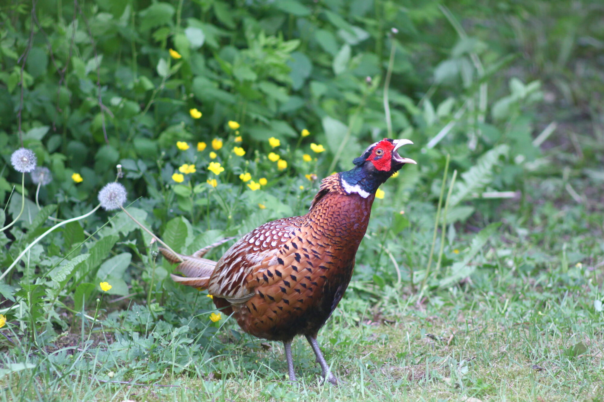 Valokuvaaja: Kaarlo Asikainen