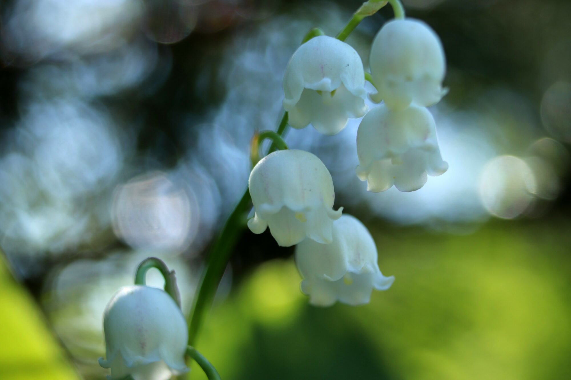 Valokuvaaja: Irja Lehtinen