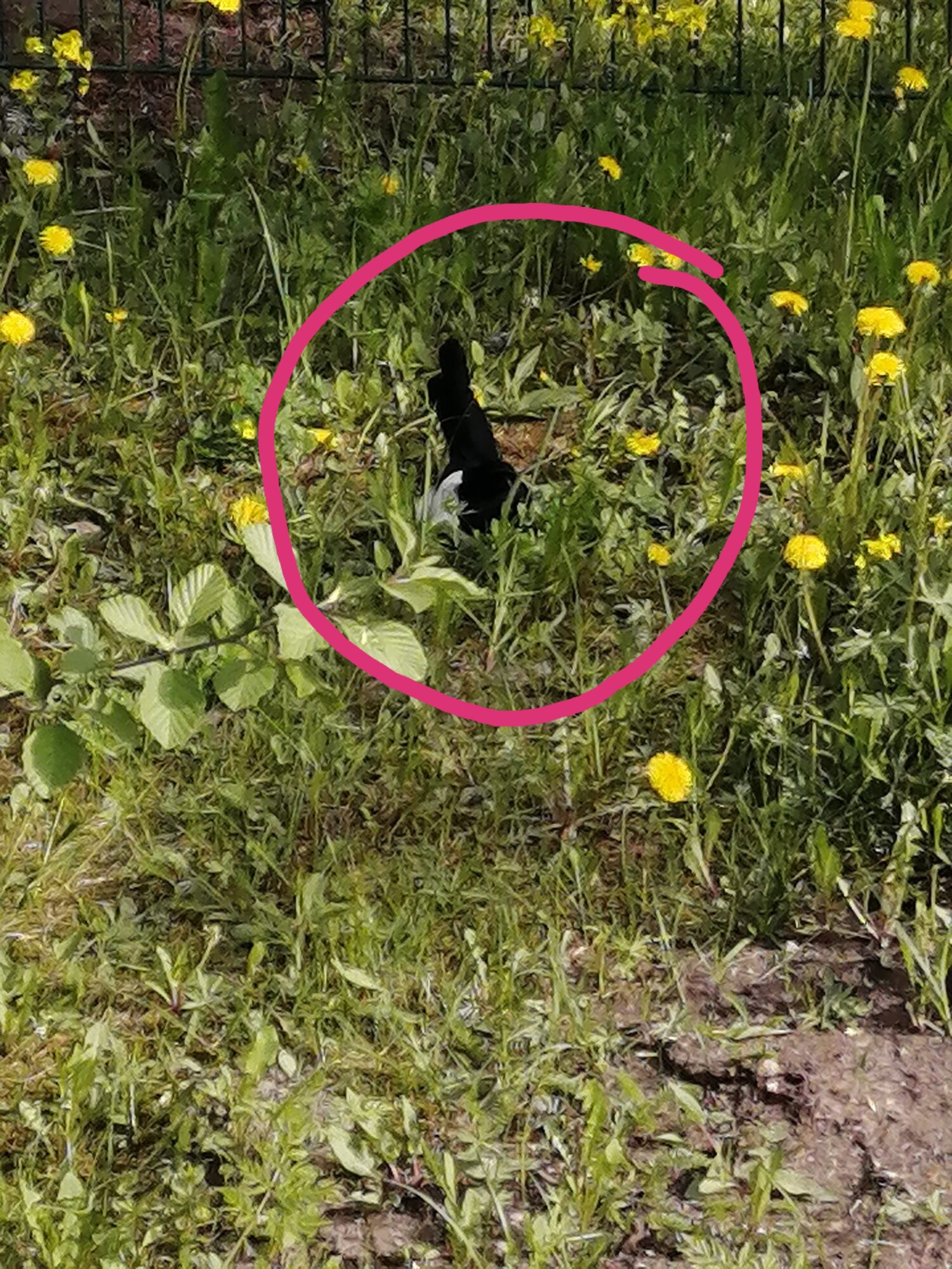 Valokuvaaja: Pirjo Ilonen