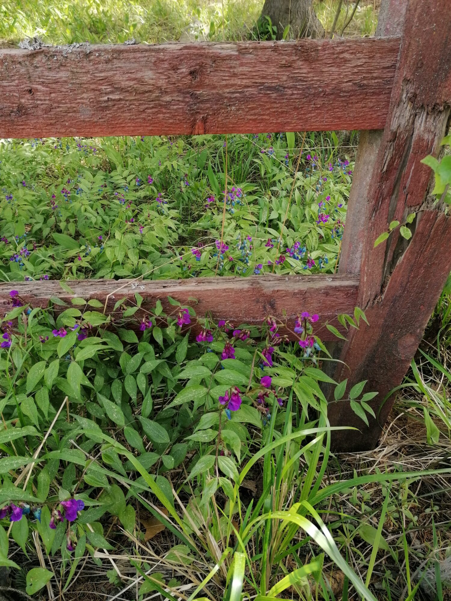 Valokuvaaja: Kaija Halonen