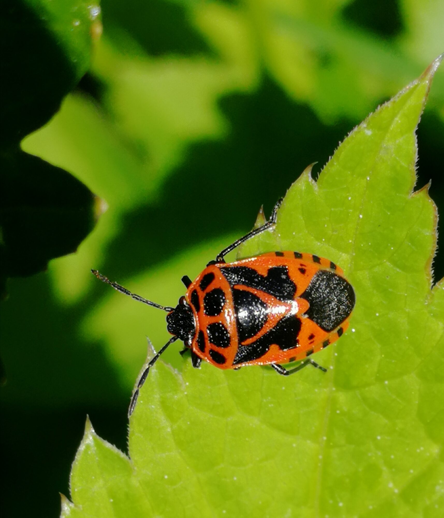 Valokuvaaja: Minna T  Korhonen