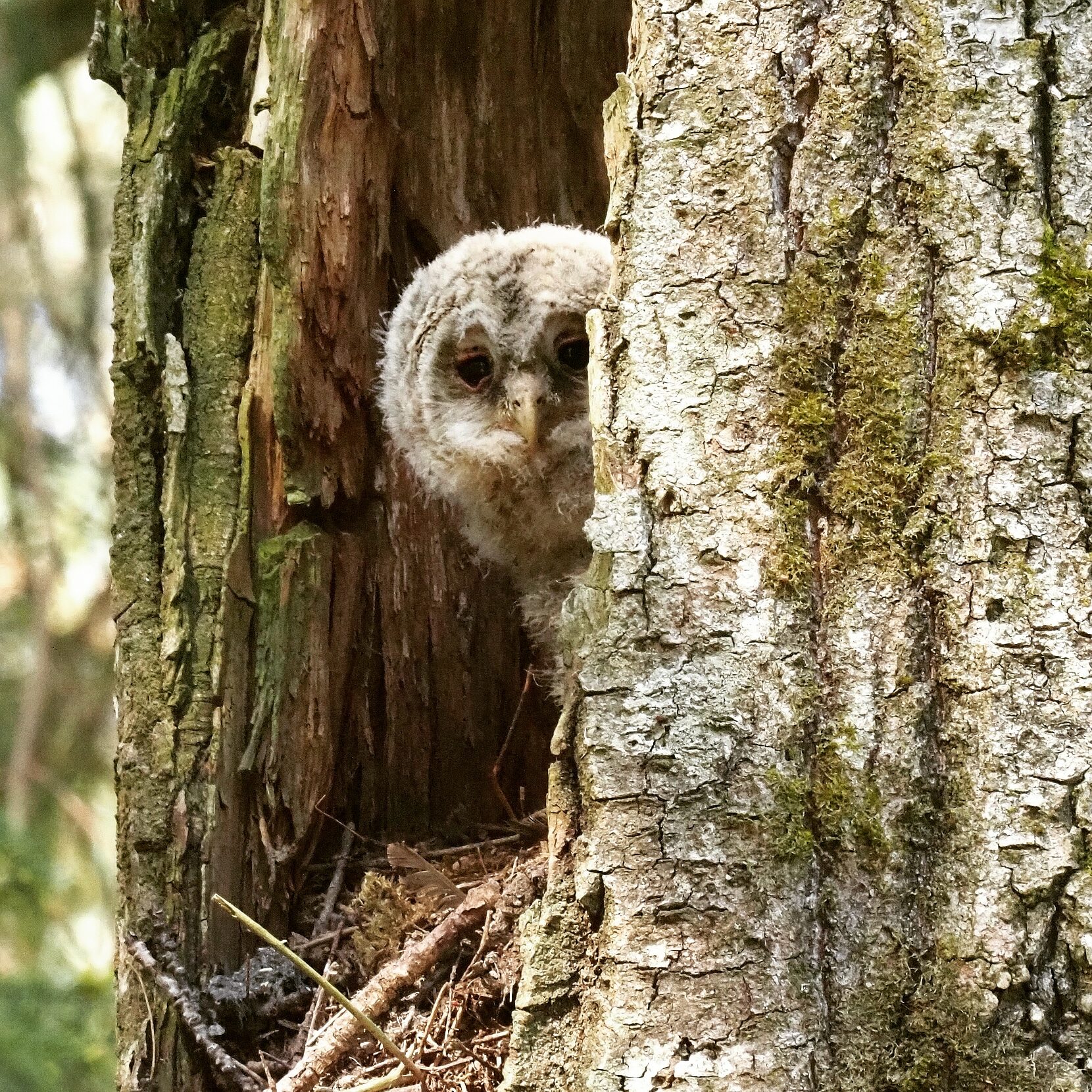 Valokuvaaja: Mikkola Irma