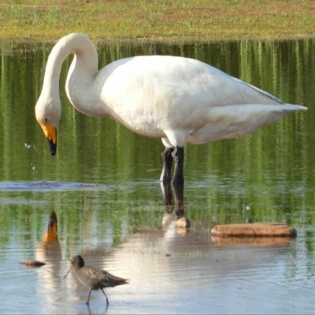 Valokuvaaja: Satu-Sinikka Vuolteenaho