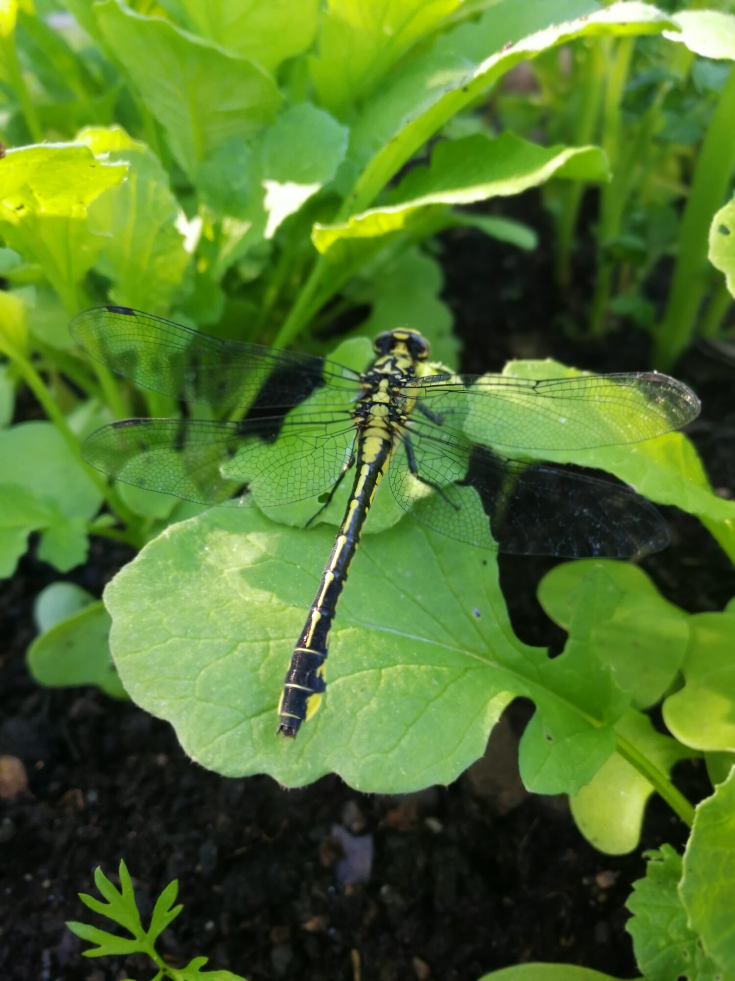 Valokuvaaja: Tapio Mäkinen