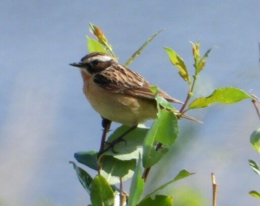 Valokuvaaja: Satu-Sinikka Vuolteenaho