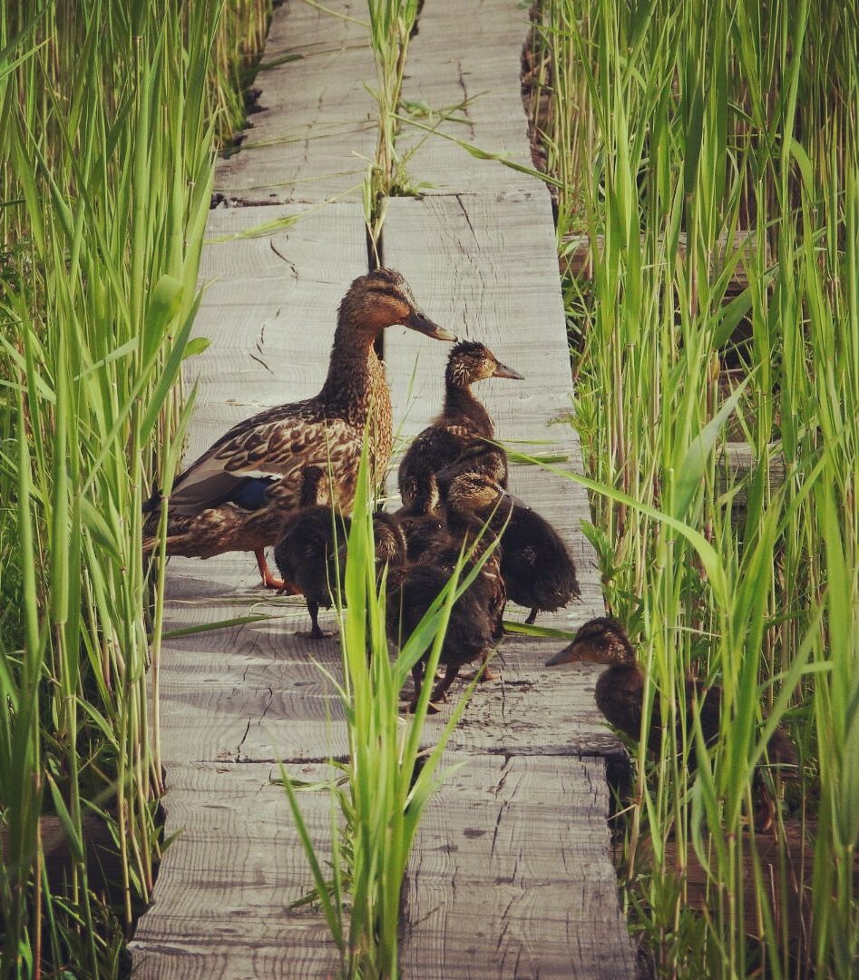 Valokuvaaja: Satu-Sinikka Vuolteenaho