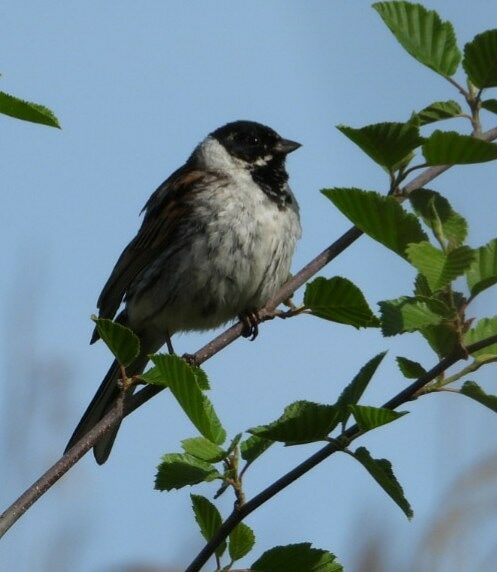 Valokuvaaja: Satu-Sinikka Vuolteenaho