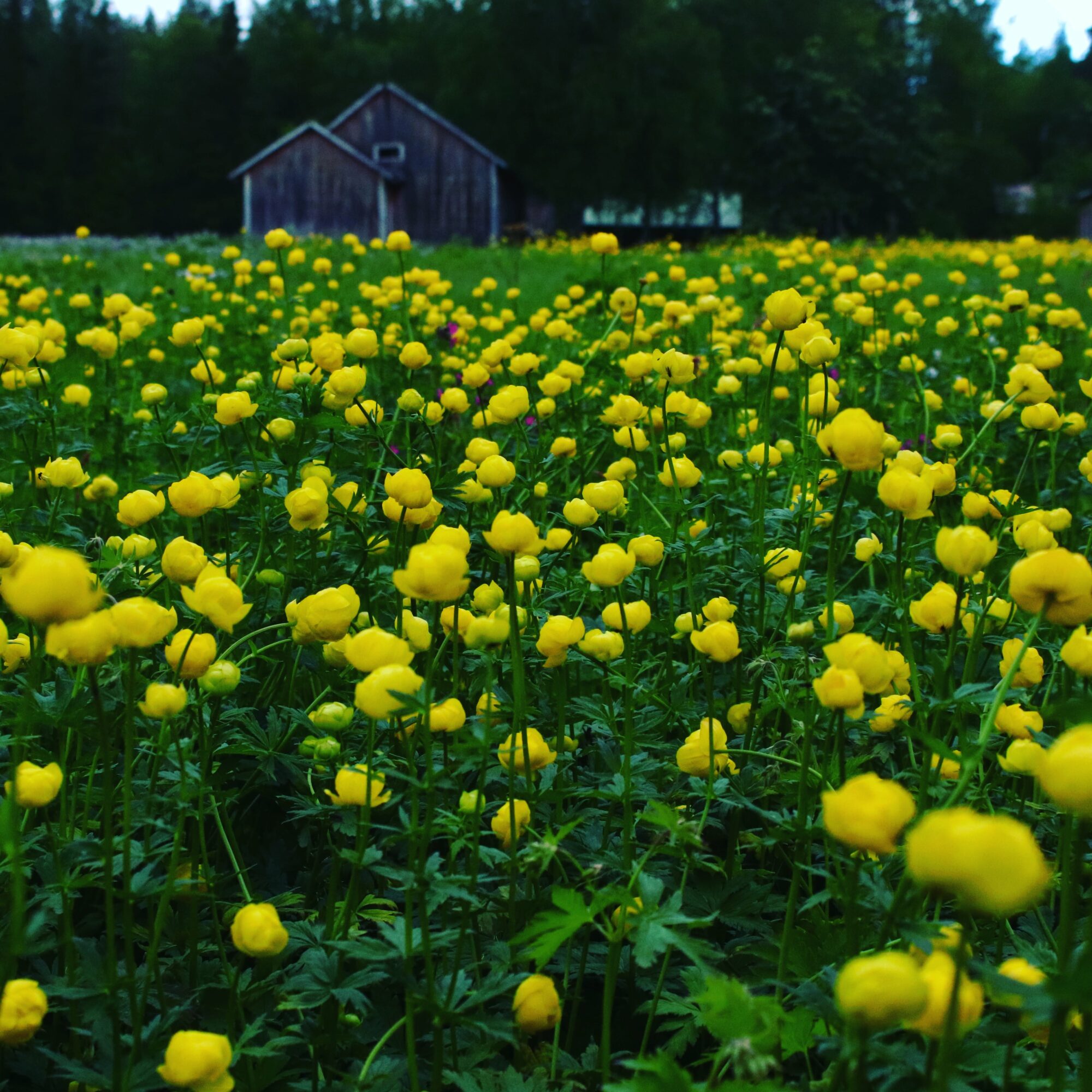 Valokuvaaja: Irja Lehtinen