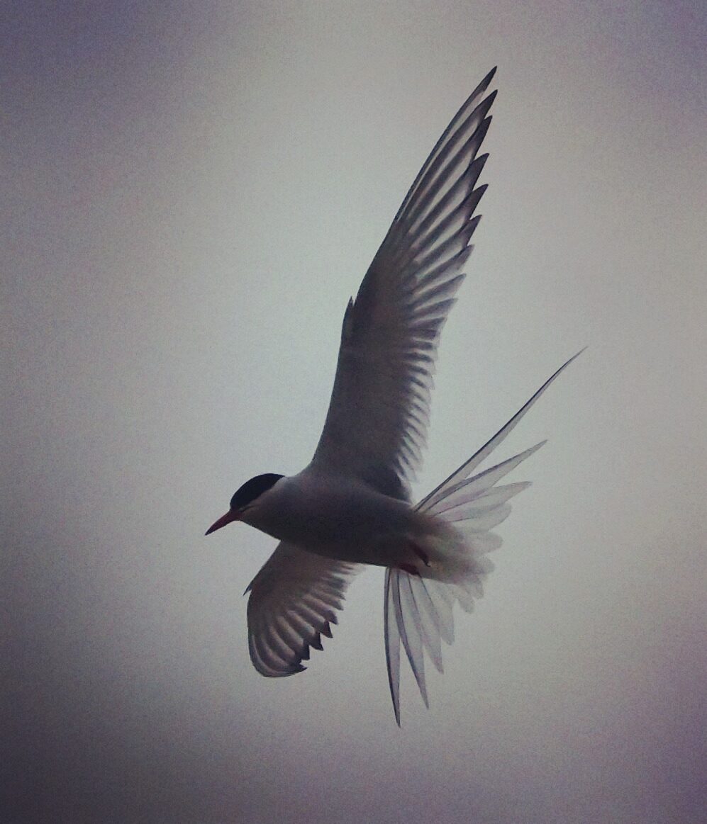 Valokuvaaja: Satu-Sinikka Vuolteenaho