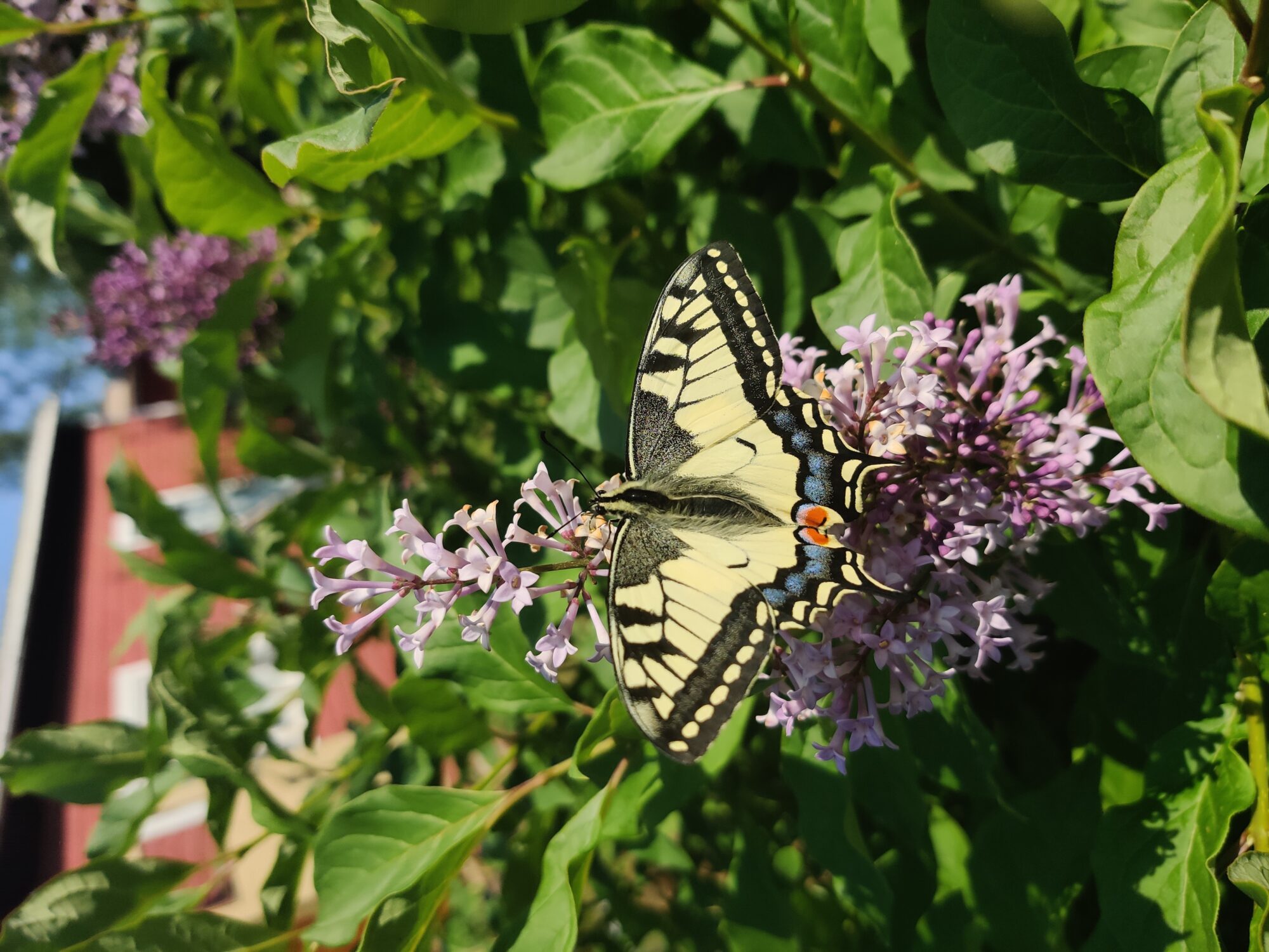 Valokuvaaja: Emilia Komu