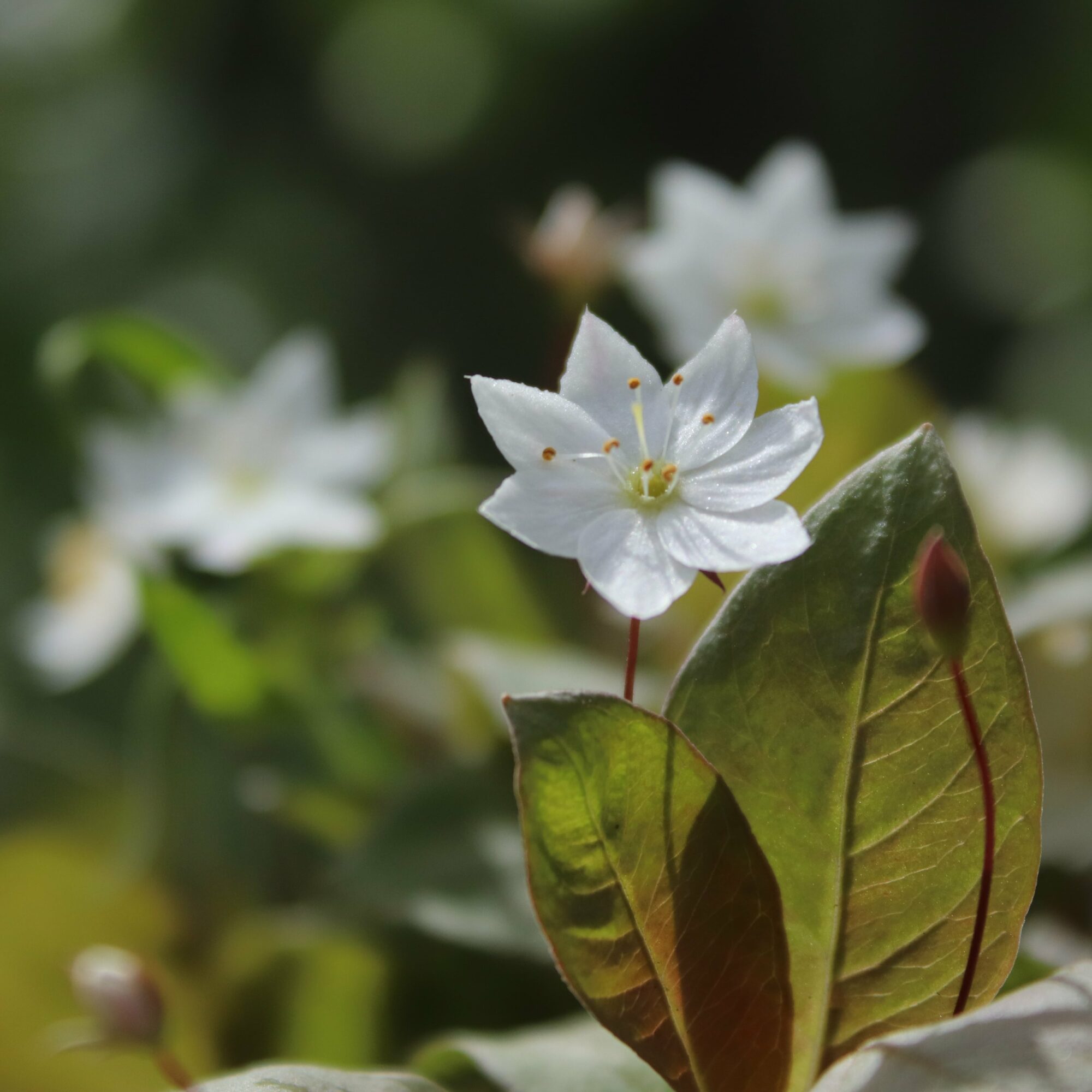 Valokuvaaja: Irja Lehtinen Valokuvaaja: Irja Lehtinen