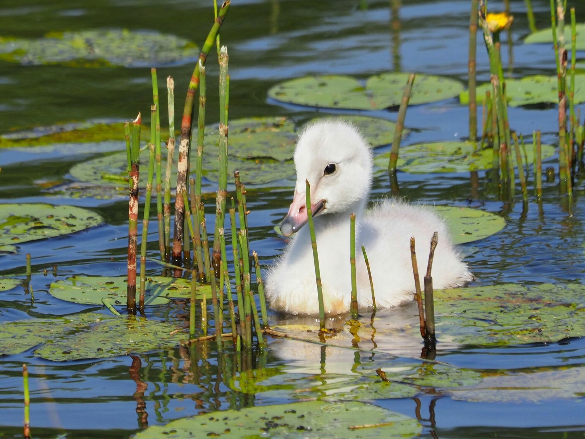 Valokuvaaja: Mikkola Irma