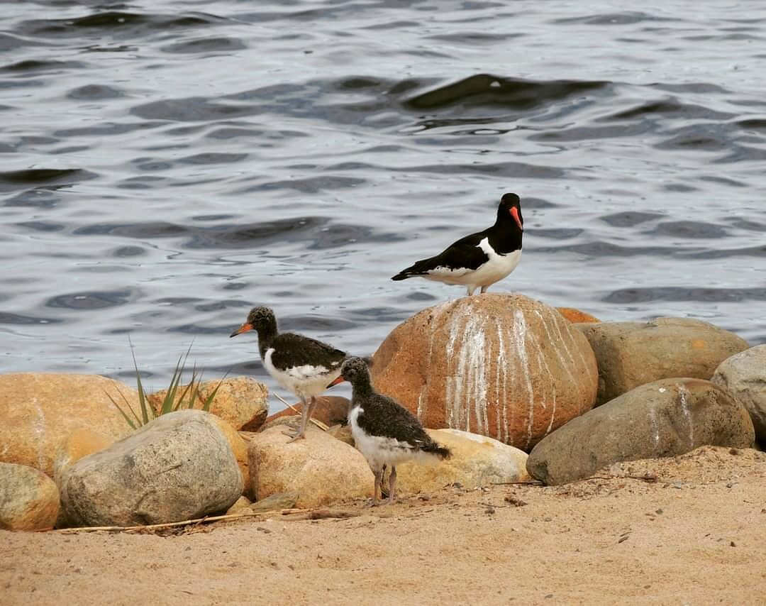 Valokuvaaja: Satu-Sinikka Vuolteenaho