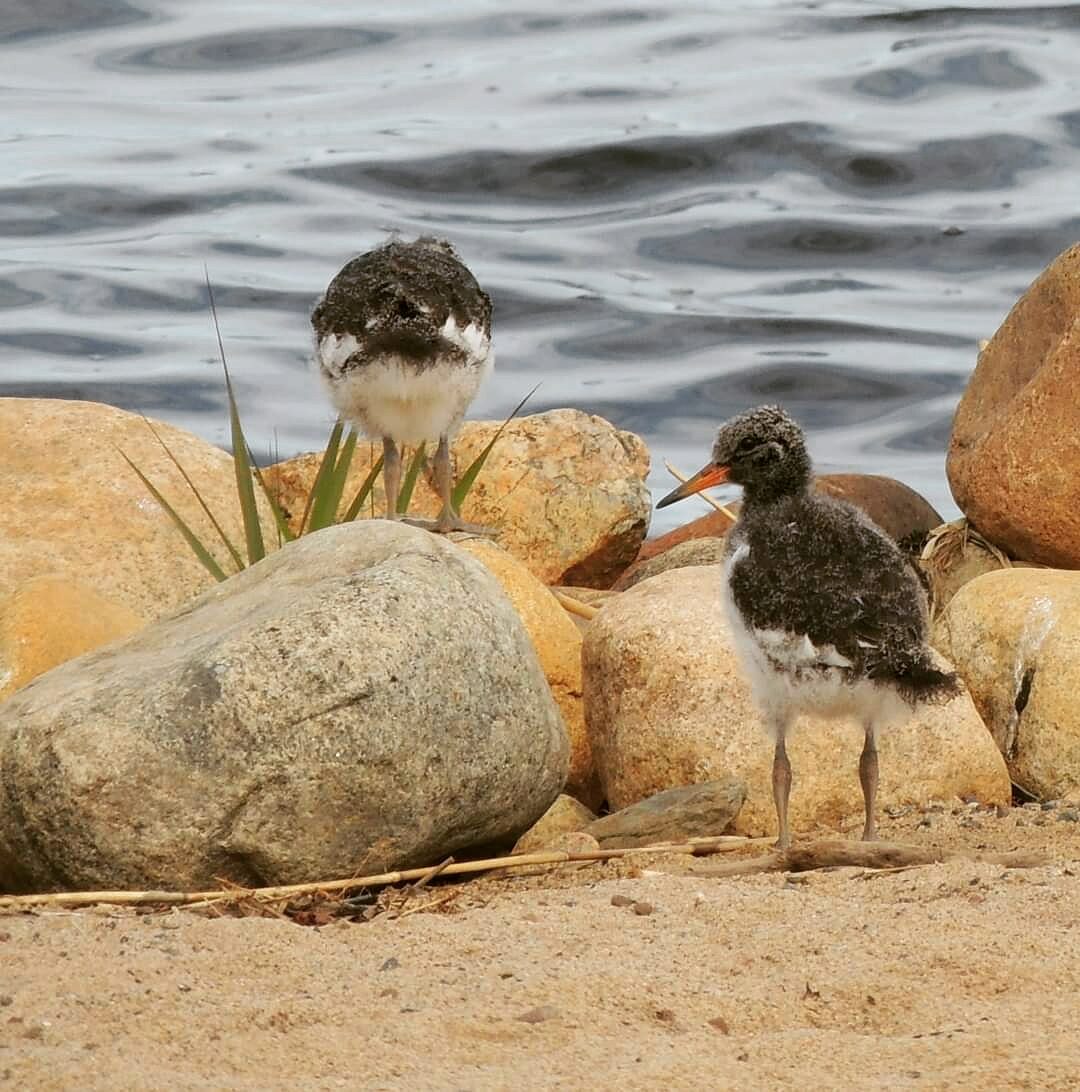 Valokuvaaja: Satu-Sinikka Vuolteenaho Valokuvaaja: Satu-Sinikka Vuolteenaho