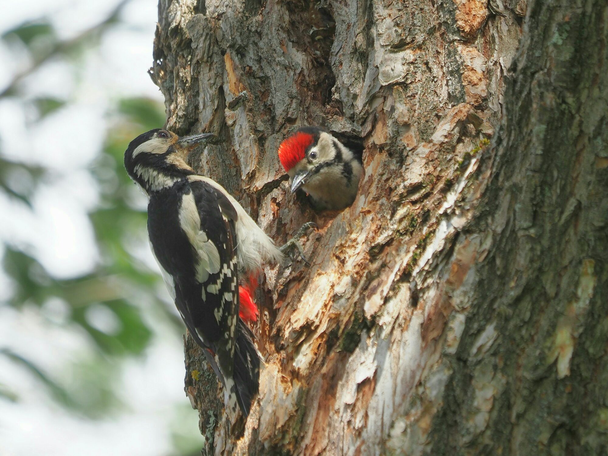 Valokuvaaja: Mikkola Irma