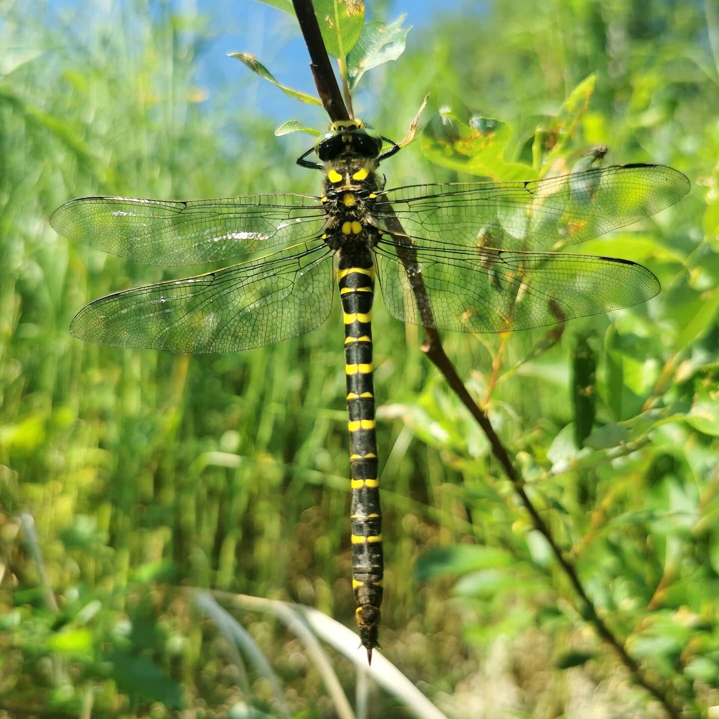 Valokuvaaja: Satu Kuningas