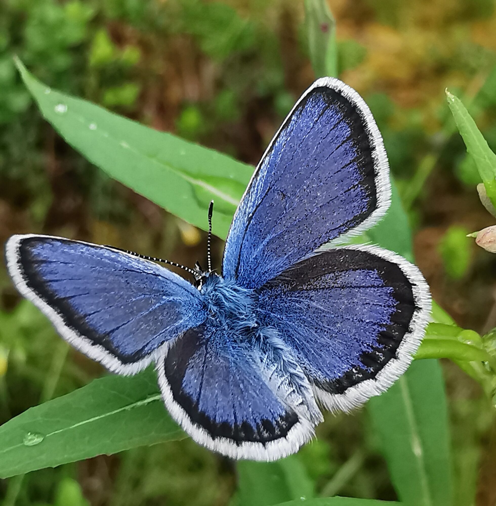 Valokuvaaja: Satu Kuningas