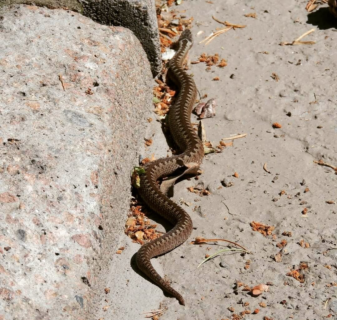 Valokuvaaja: Satu-Sinikka Vuolteenaho