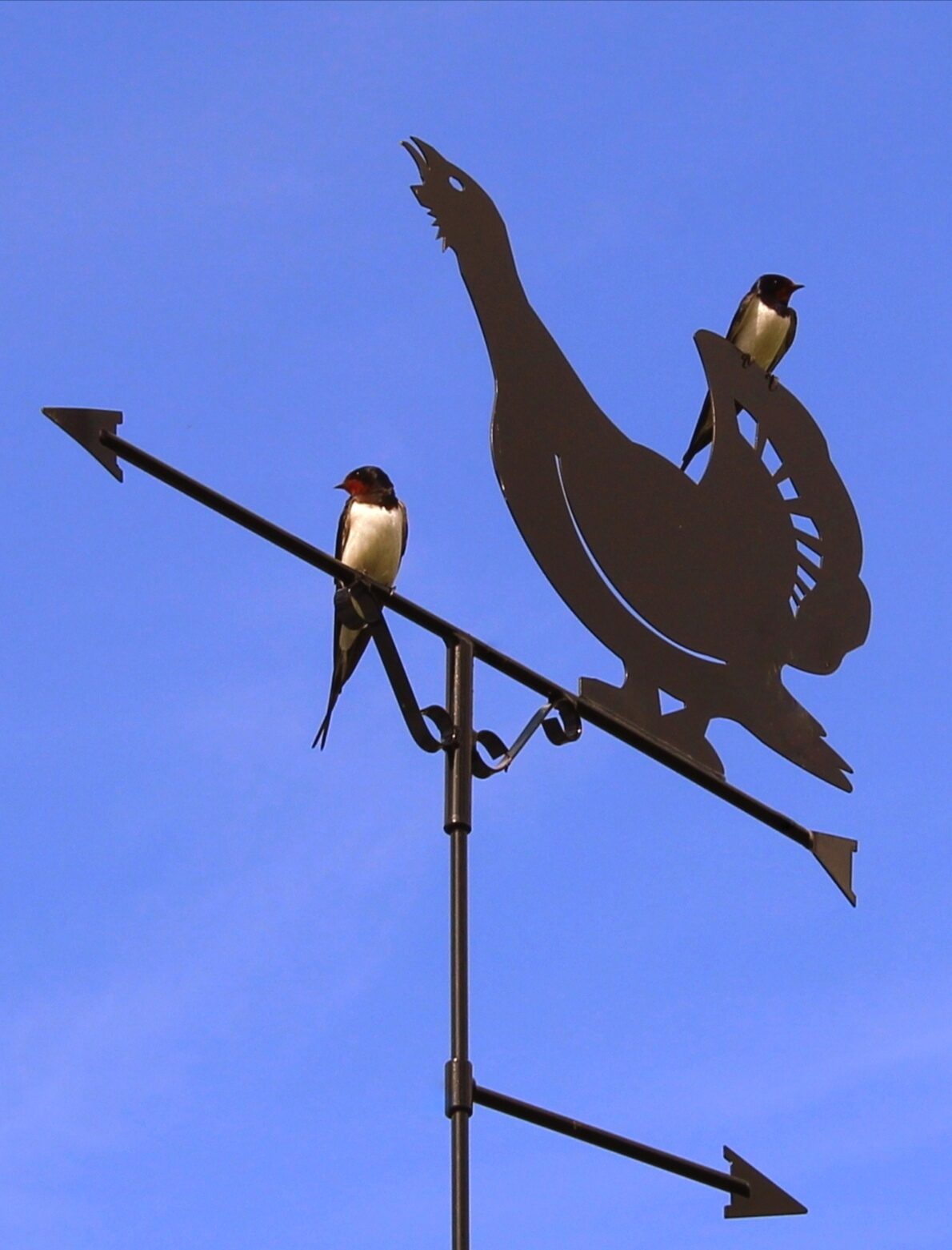 Valokuvaaja: Paula Savelius