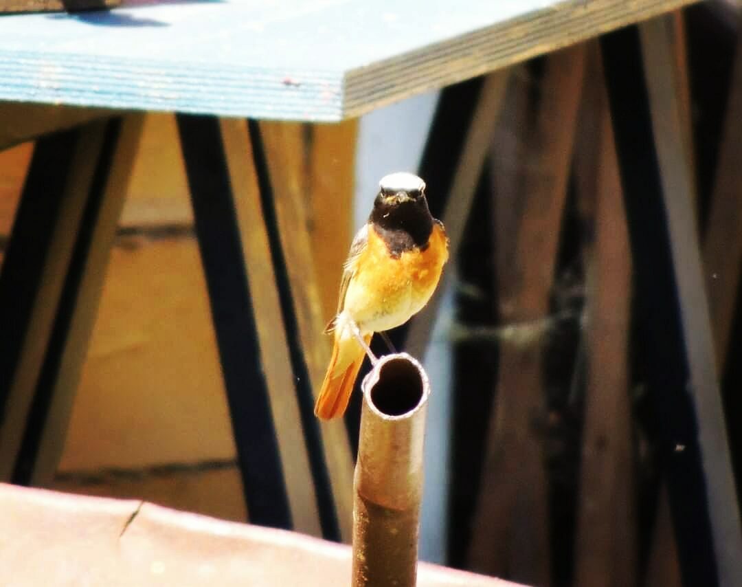 Valokuvaaja: Satu-Sinikka Vuolteenaho