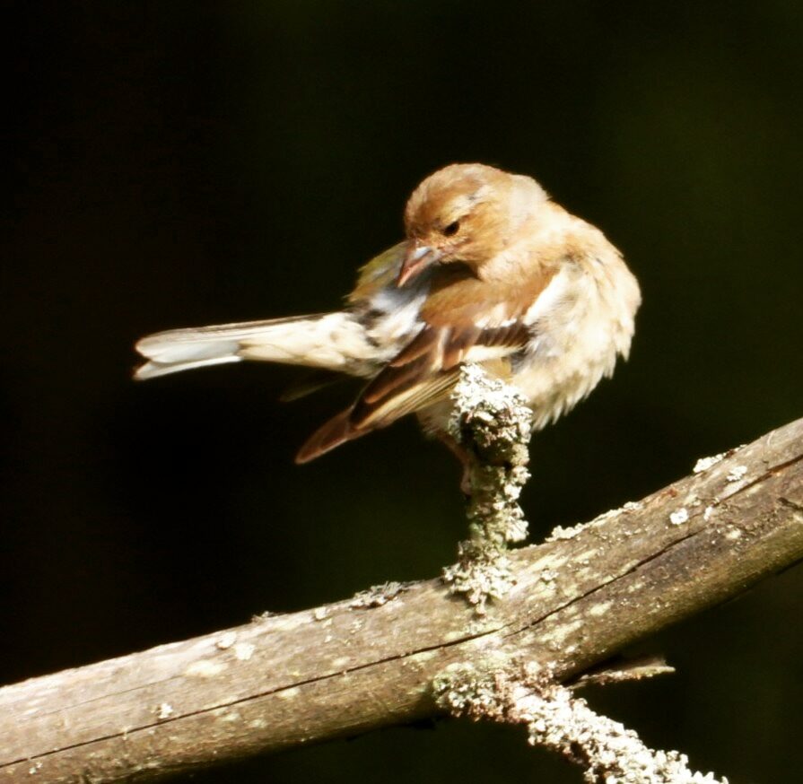 Valokuvaaja: Satu-Sinikka Vuolteenaho