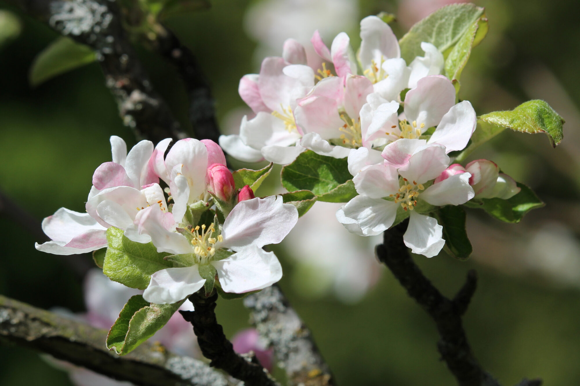 Valokuvaaja: Kirsi-Marja Joenpolvi