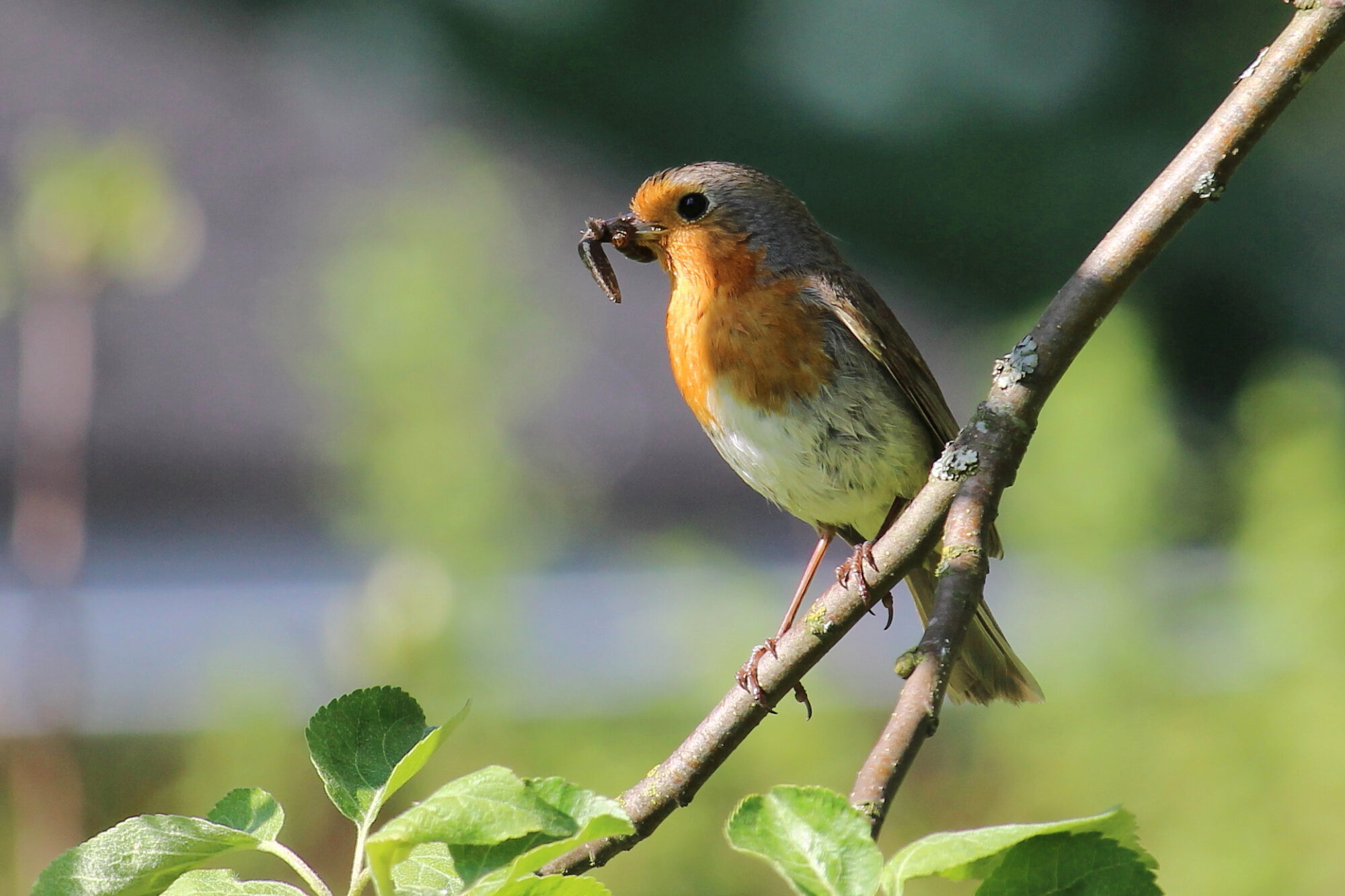 Valokuvaaja: Kirsi-Marja Joenpolvi