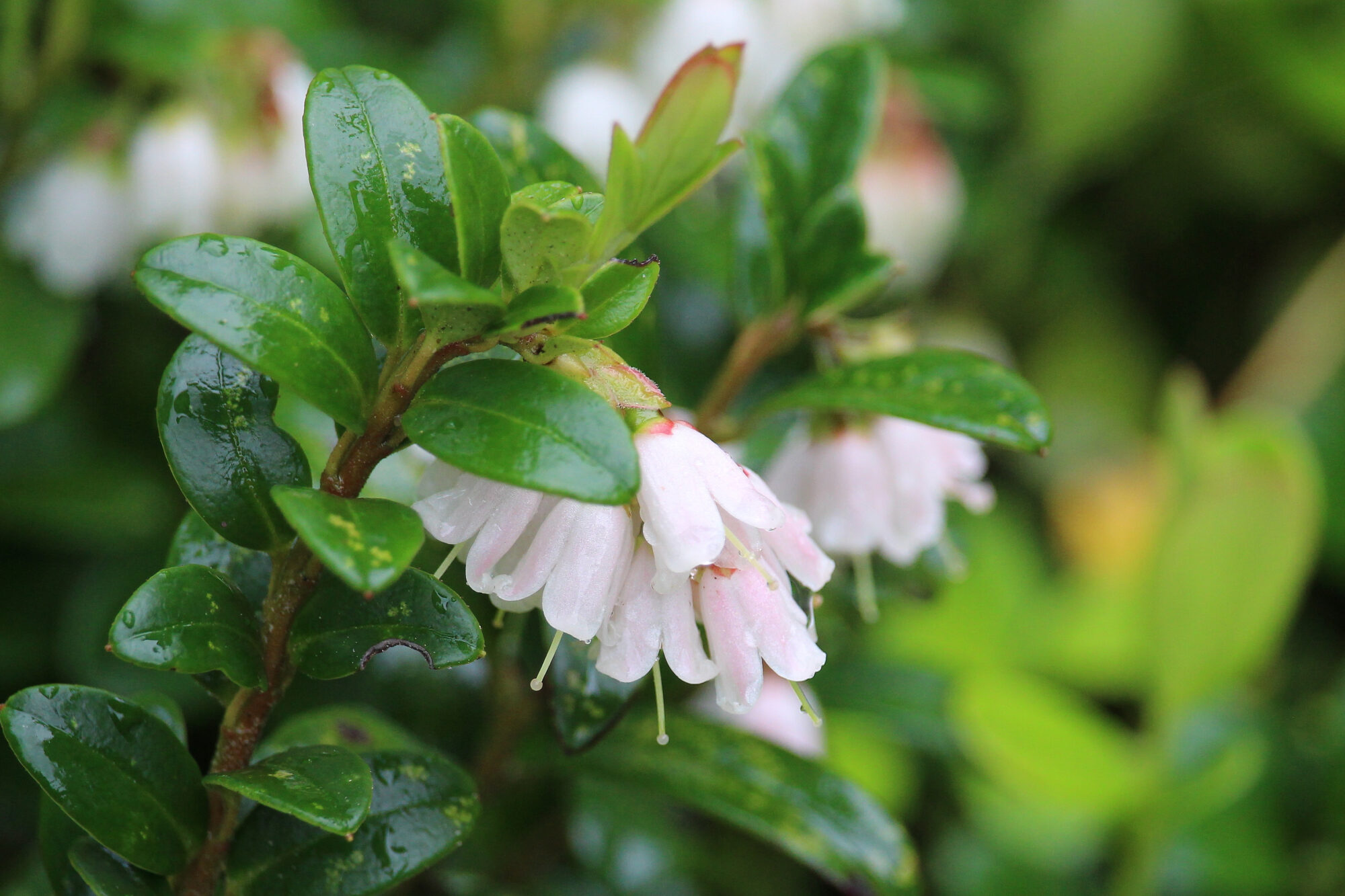 Valokuvaaja: Kirsi-Marja Joenpolvi