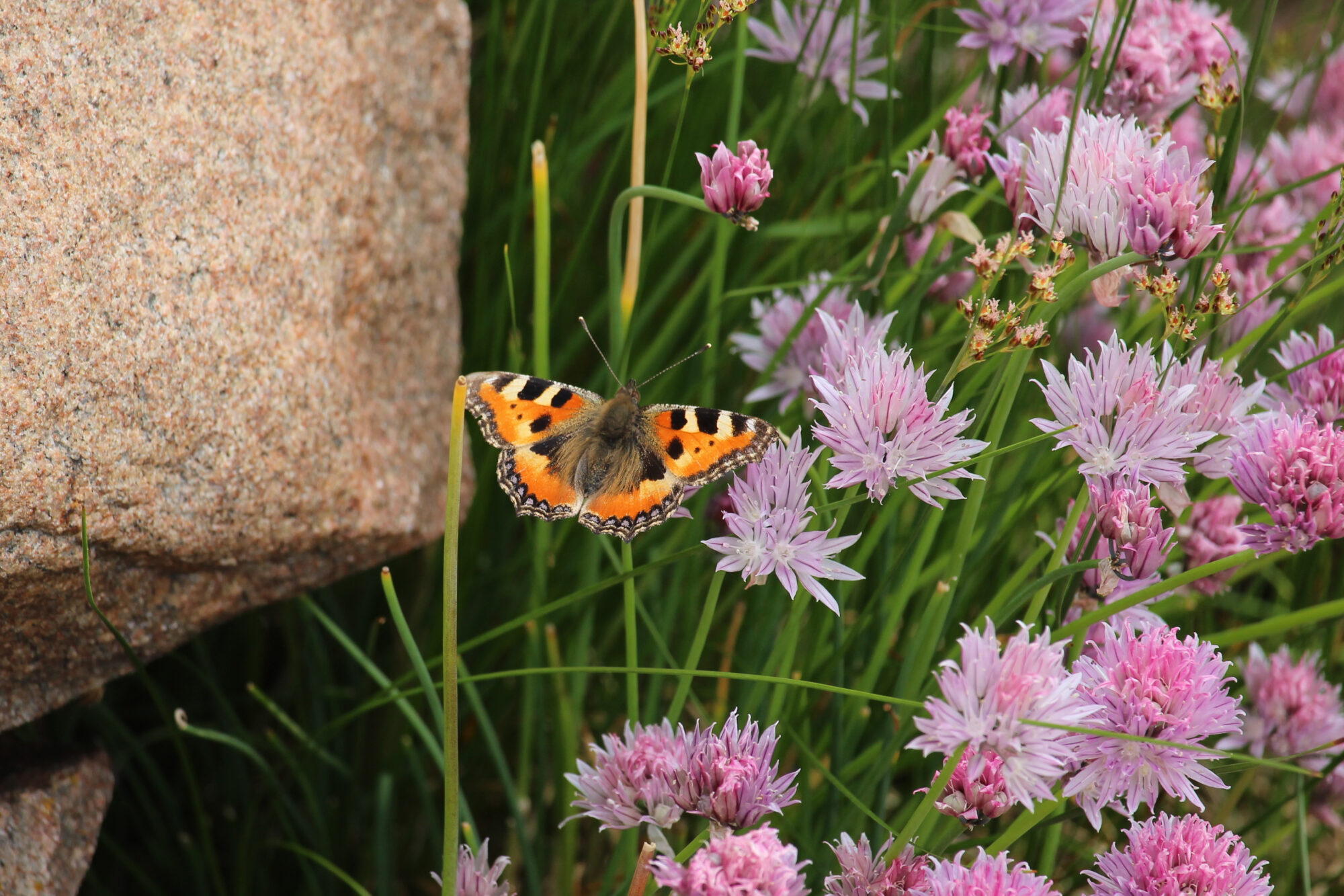 Valokuvaaja: Kirsi-Marja Joenpolvi