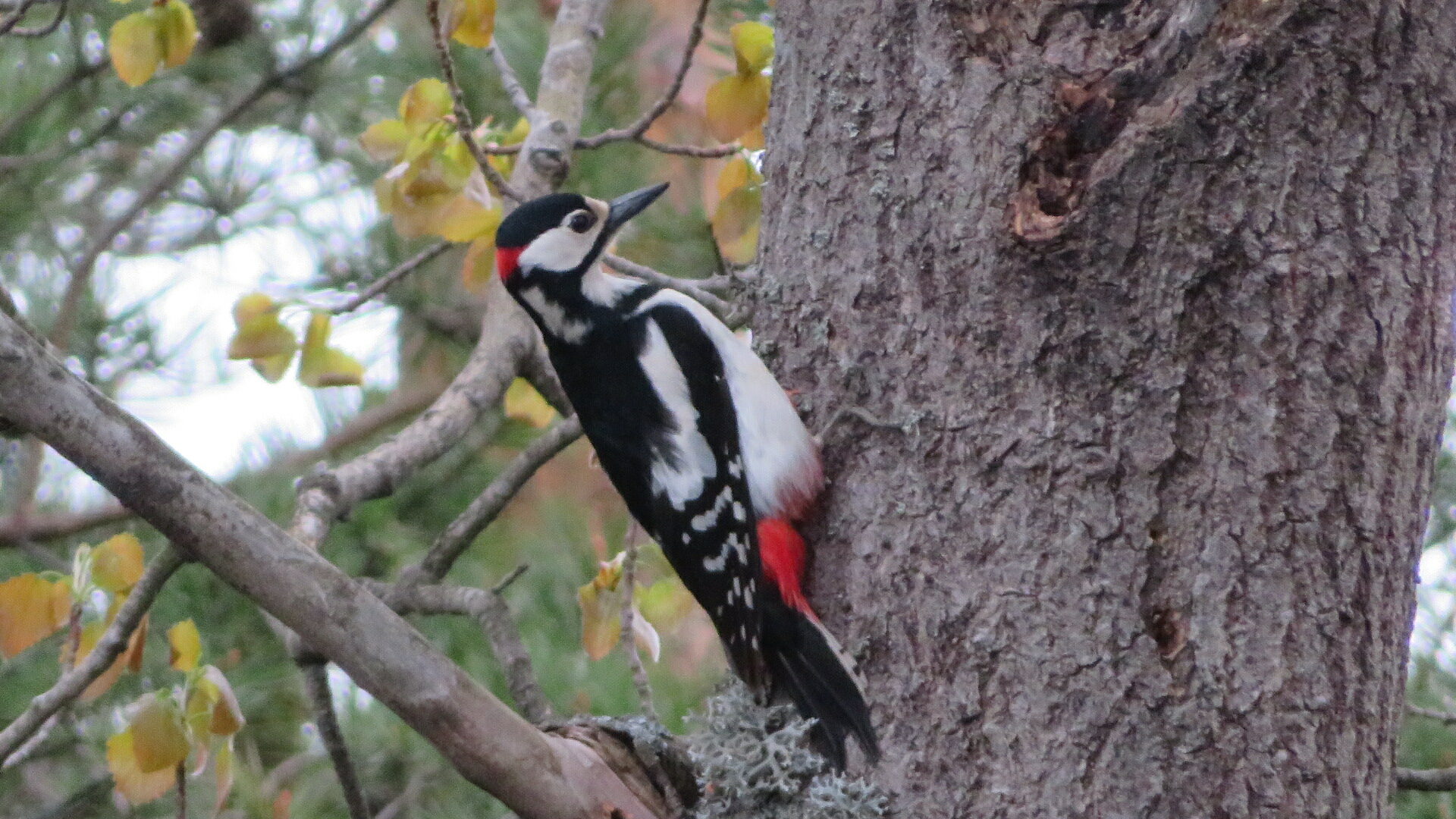 Valokuvaaja: Risto Kangassalo
