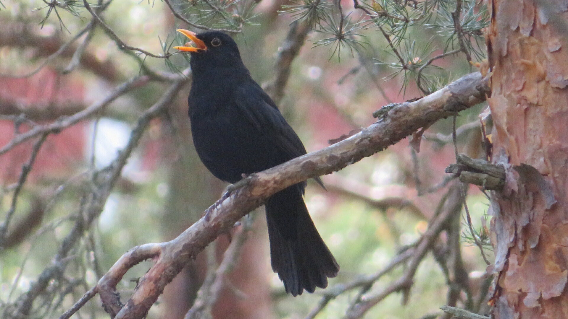 Valokuvaaja: Risto Kangassalo