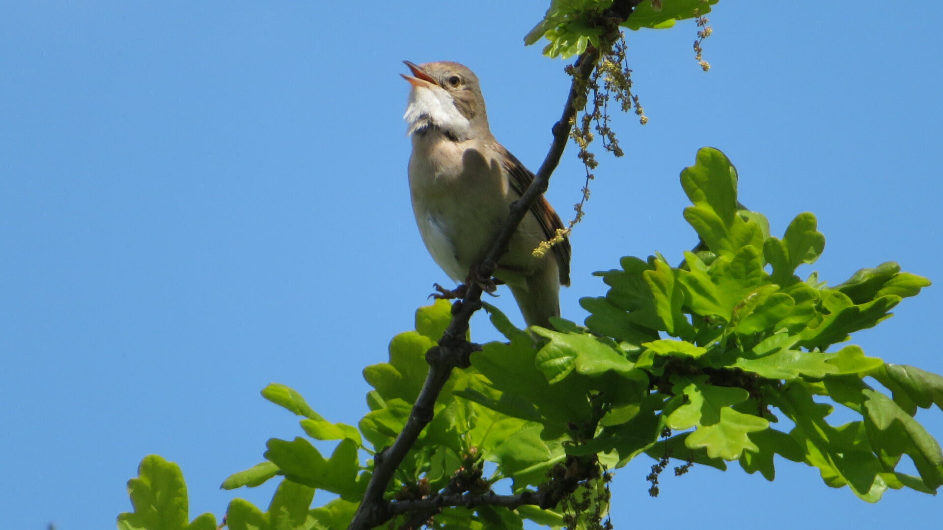 Valokuvaaja: Risto Kangassalo