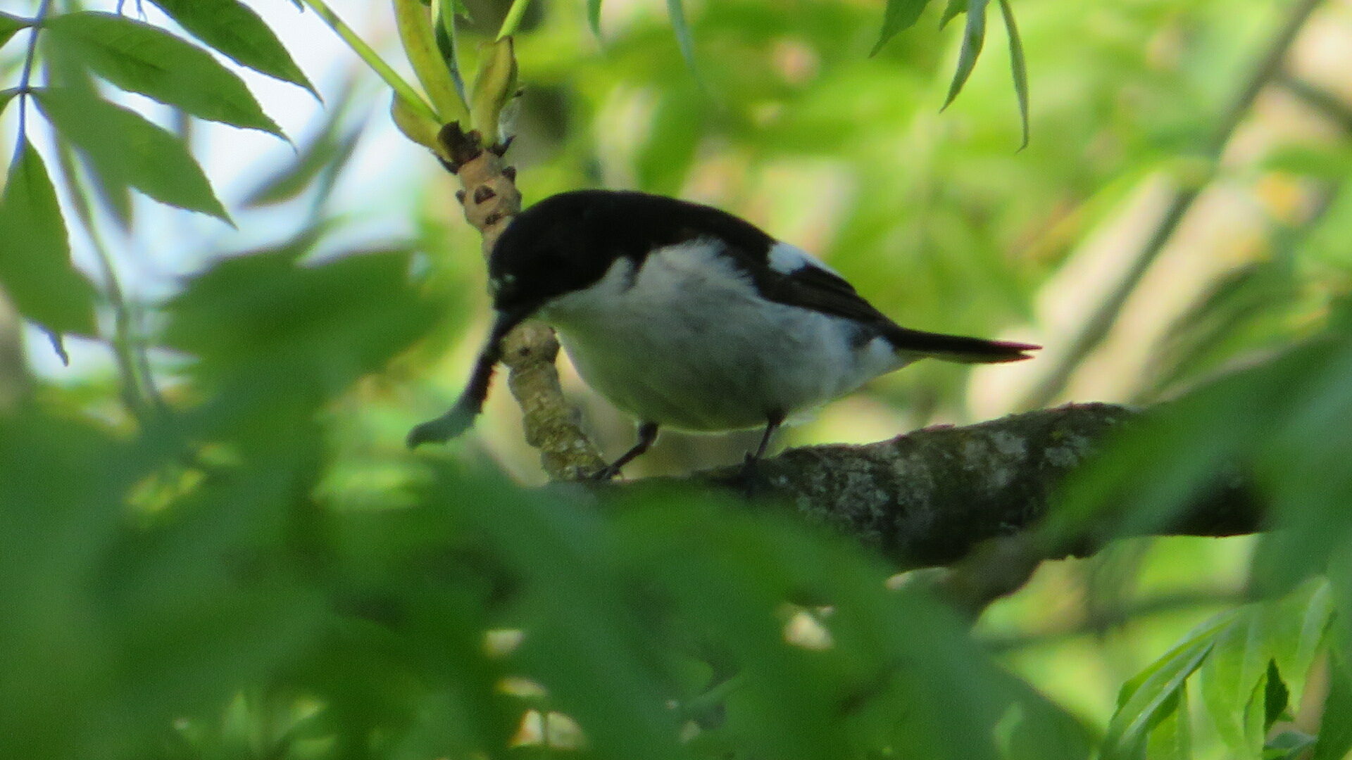 Valokuvaaja: Risto Kangassalo Valokuvaaja: Risto Kangassalo
