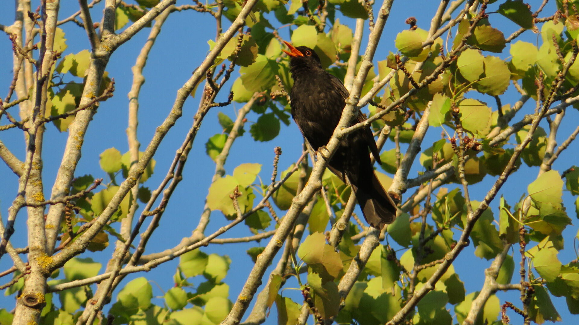 Valokuvaaja: Risto Kangassalo