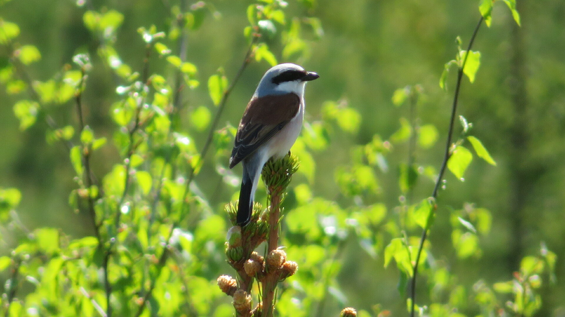 Valokuvaaja: Risto Kangassalo