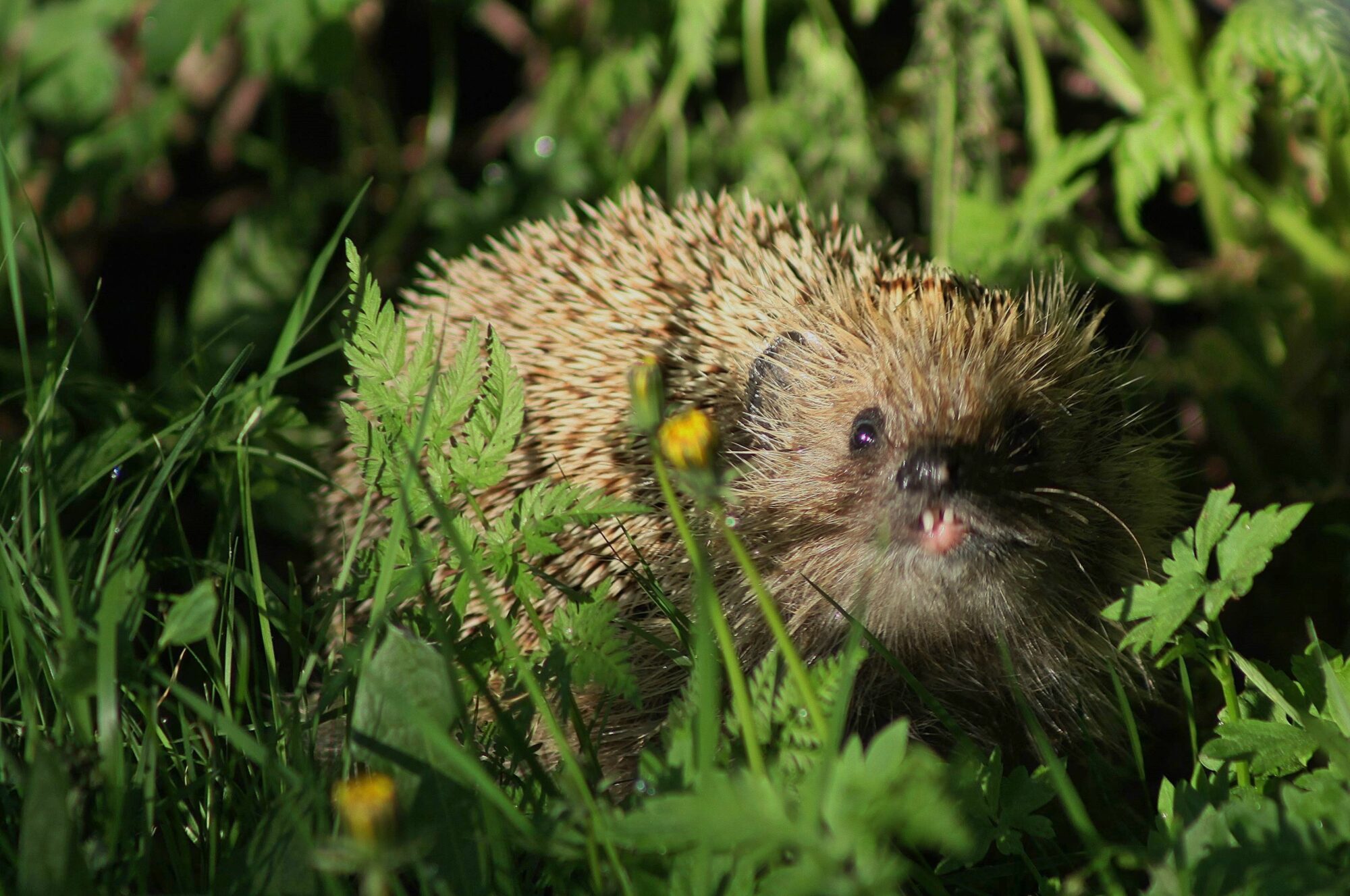 Valokuvaaja: Pirkko Siukonen