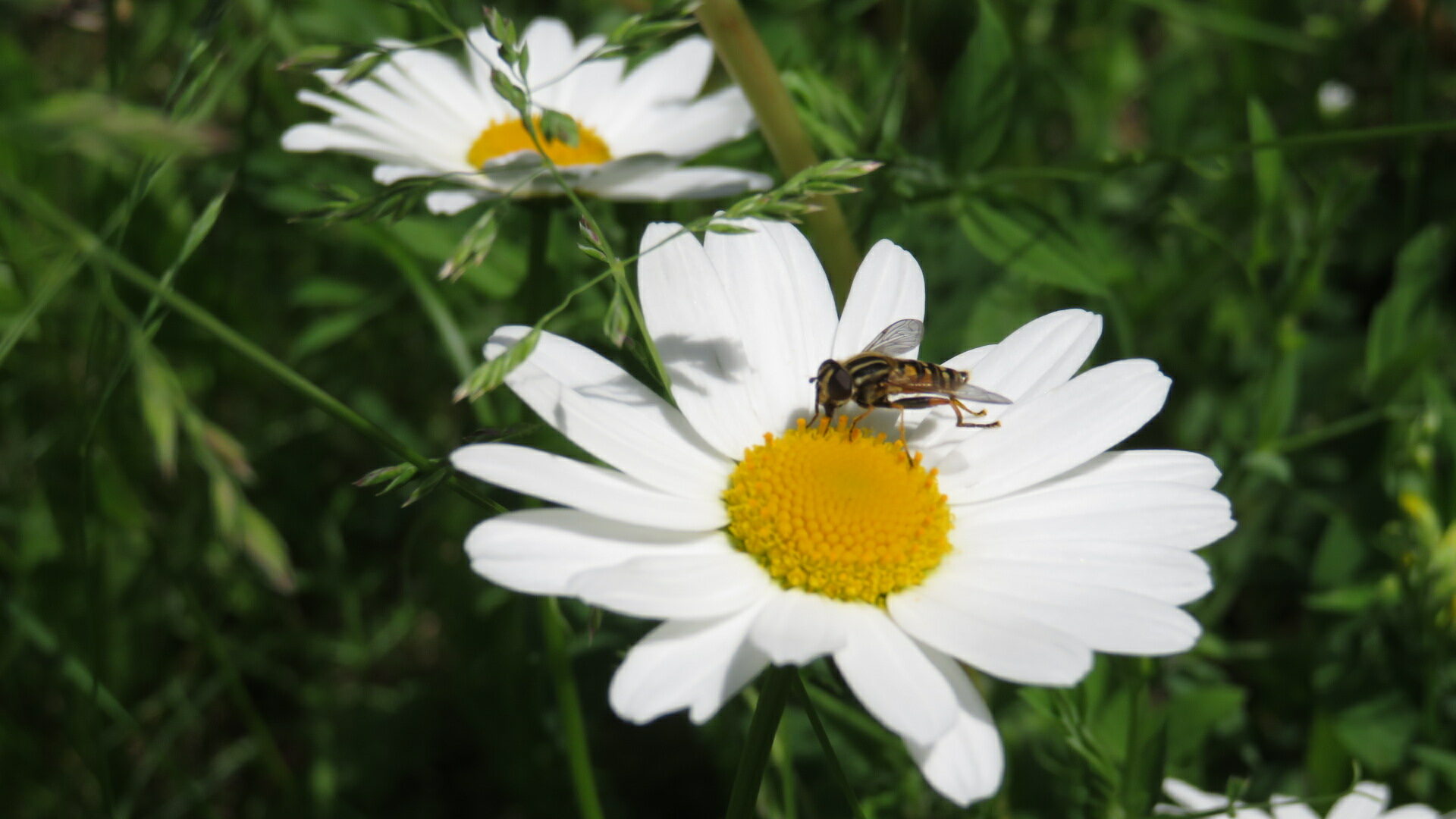 Valokuvaaja: Risto Kangassalo