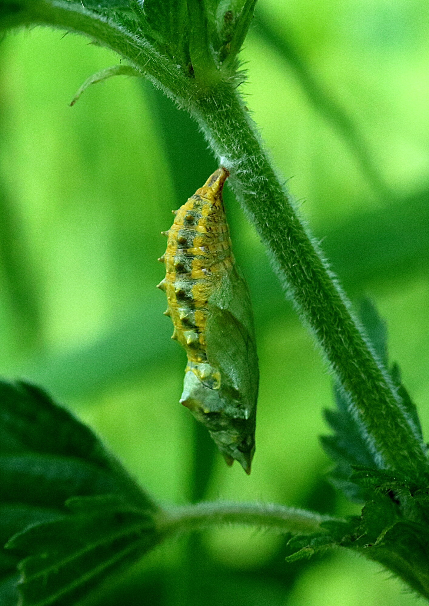 Valokuvaaja: Hannu Rasiranta Valokuvaaja: Hannu Rasiranta