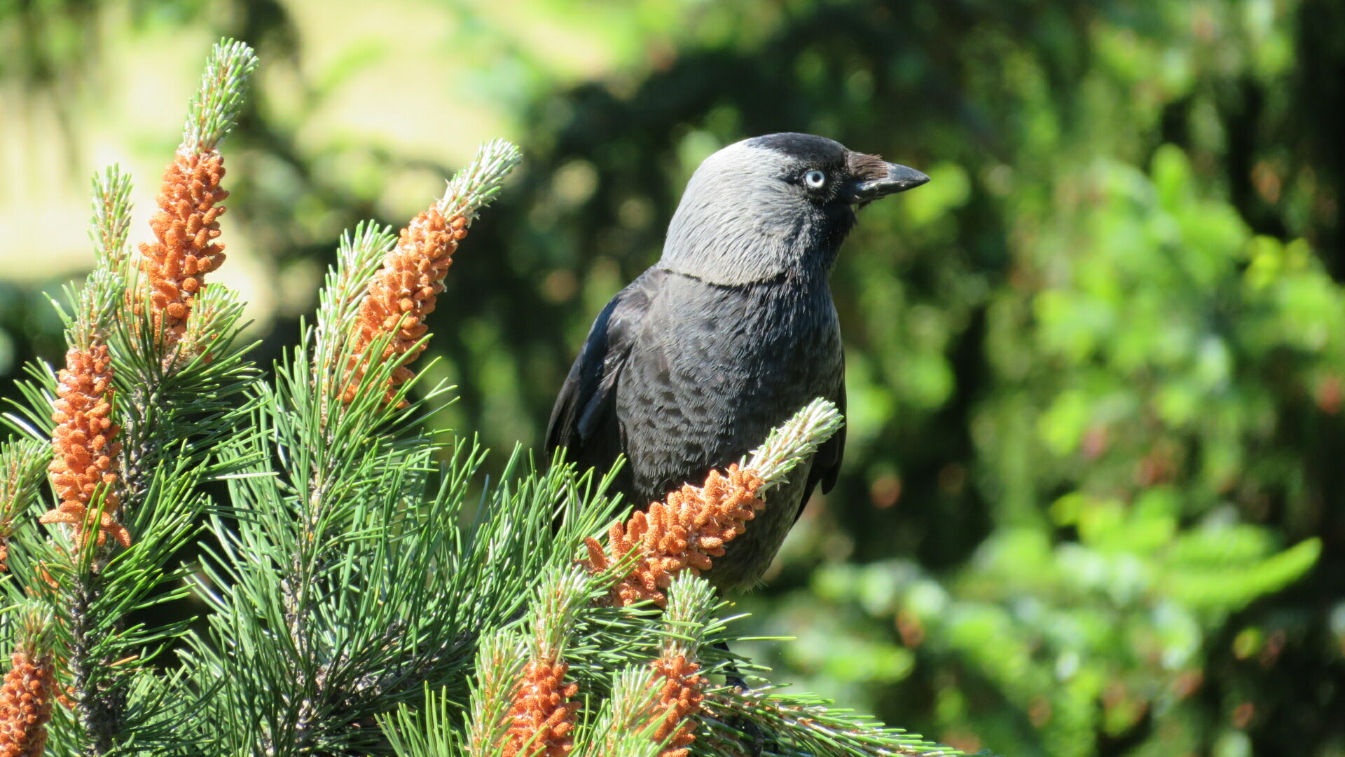 Valokuvaaja: Risto Kangassalo