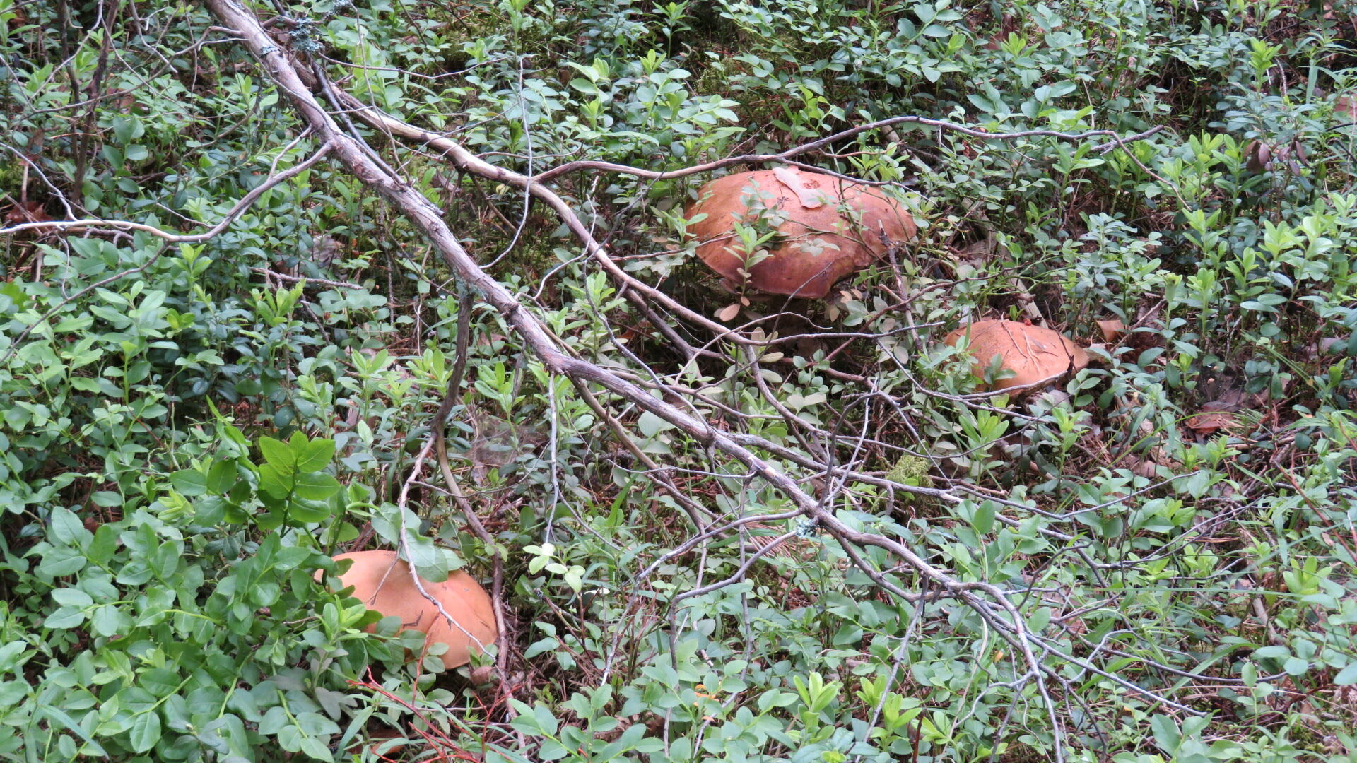 Valokuvaaja: Risto Kangassalo