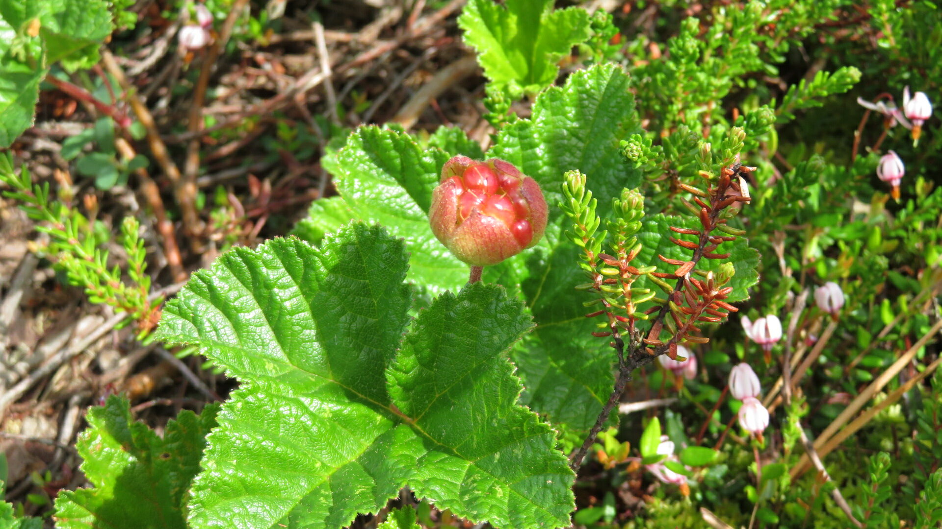 Valokuvaaja: Risto Kangassalo